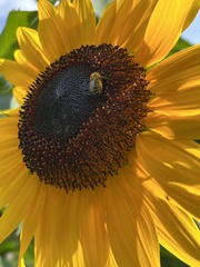 Melissodes trinodis
