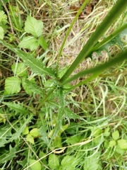 Hieracium umbellatum
