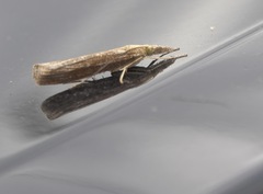 Agriphila tristella