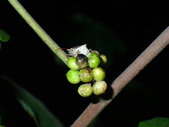 Toxicodendron radicans