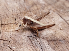 Pholidoptera griseoaptera