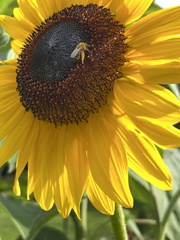 Melissodes trinodis