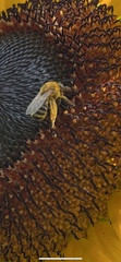 Melissodes trinodis