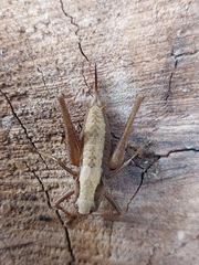 Pholidoptera griseoaptera