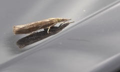 Agriphila tristella