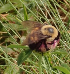 Bombus griseocollis