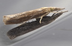 Agriphila tristella