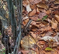 Eutropis multifasciata