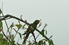 Psittacara leucophthalmus