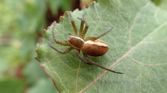 Dolomedes