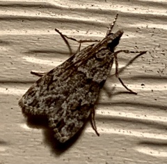 Scoparia basalis
