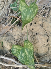 Smilax aspera