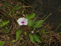 Ipomoea aquatica