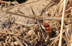 Pseudomethoca anthracina