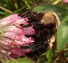 Bombus griseocollis