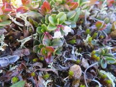 Vaccinium vitis-idaea
