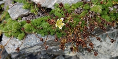 Saxifraga bryoides