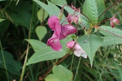 Impatiens glandulifera