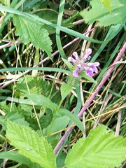 Stachys palustris
