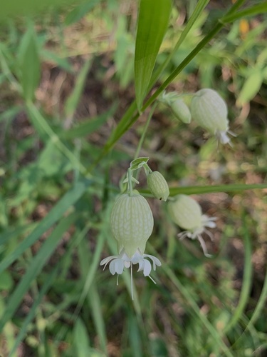 bladder campion
