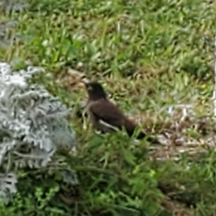 Acridotheres tristis