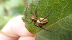 Dolomedes