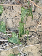 Smilax aspera
