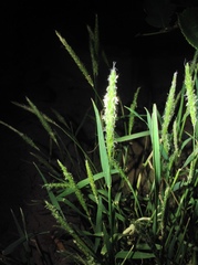 Alopecurus japonicus