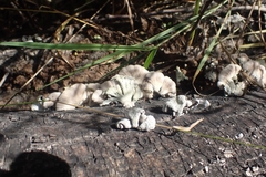 Schizophyllum commune