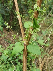 Fallopia dumetorum