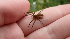 Dolomedes