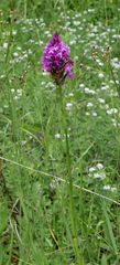 Anacamptis pyramidalis