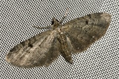 Eupithecia virgaureata