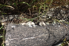 Schizophyllum commune