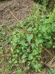 Fallopia dumetorum