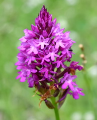 Anacamptis pyramidalis