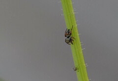 Phidippus