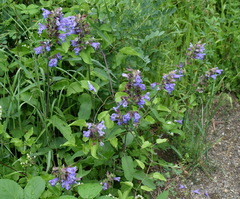 Salvia tomentosa