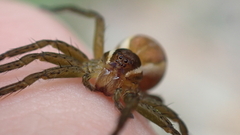 Dolomedes