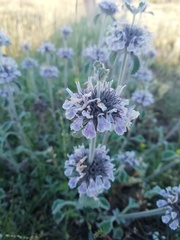Marrubium supinum