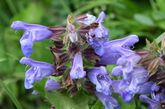 Salvia tomentosa