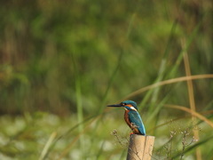 Alcedo atthis