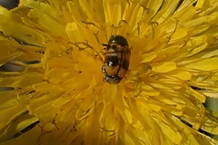 Cryptocephalus laetus