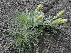 Ptilostemon echinocephalus
