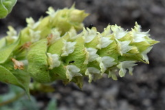 Sideritis catillaris
