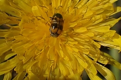 Cryptocephalus laetus