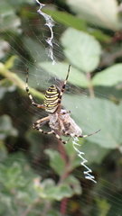 Argiope bruennichi
