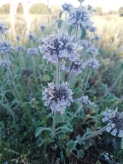 Marrubium supinum