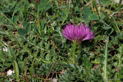 Cirsium acaule