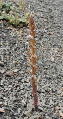 Orobanche